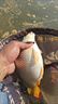中逵酒米打窩米野釣鯽魚(yú)窩料冬季麝香中藥酒碎米老壇發(fā)酵細(xì)米魚(yú)餌 麝香（紅碎米） 曬單實(shí)拍圖