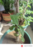 花行榜盆栽樹(shù)苗盆景綠植室內(nèi)花卉(6年2.5cm老樁)精品綠寶石海棠源頭直發(fā) 曬單實(shí)拍圖