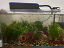 瘋狂水草魚缸水培植物水草火山石魚缸造景套餐全套40-60cm缸源頭直發(fā)包郵c 曬單實(shí)拍圖