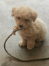 華元寵具（hoopet）狗狗玩具發(fā)聲自嗨解悶毛絨玩偶黃鴨小狗磨牙神器耐咬逗狗寵物用品 曬單實拍圖
