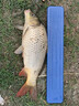 榮予鯽魚專攻釣魚小藥黑坑野釣強開口滑口回鍋魚專用誘魚餌料添加劑 2瓶鯽魚專攻-鯽魚專攻 曬單實拍圖