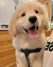 寵夢幻金毛幼犬純種寵物狗狗活體金毛犬成年大型尋回犬金毛健康幼崽 寵物級 曬單實拍圖