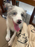 比樂原味鮮凍干中大型成犬狗糧10kg全價低敏無谷金毛邊牧拉布拉多20斤 曬單實拍圖