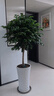 幸福樹客廳盆栽大型綠植辦公室內(nèi)好養(yǎng)植物大老樁平安樹四季吸甲醛 獨桿幸福樹1.3-1.5米+原盆 曬單實拍圖