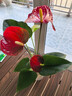 紅掌水培盆栽室內易養水生花卉白掌綠植一帆風(fēng)順客廳觀(guān)花植物粉掌 迷你瓶玻璃瓶+紅掌 整體高度（28-35cm） 曬單實(shí)拍圖