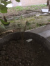 獼猴桃苗正宗紅心獼猴桃當年結果陽(yáng)臺庭院南北方種植果樹(shù)苗大全 紅肉紅心 3年苗【當年結果】雌雄同柱 曬單實(shí)拍圖