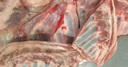 羋羊羊 寧夏灘羊 原切羊排凈重2斤（偏肥）羊肉生鮮羊肋排 燒烤食材清真 曬單實(shí)拍圖