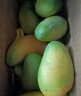 小臺農(nóng)芒果 熱帶當(dāng)季新鮮水果整箱 小臺農(nóng)芒果3斤單果80g+ 曬單實拍圖
