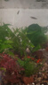 瘋狂水草魚缸水培植物水草火山石魚缸造景套餐全套40-60cm缸源頭直發(fā)包郵c 曬單實(shí)拍圖