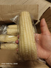 京鮮生東北白糯玉米250g*10棒 新鮮甜糯玉米棒真空包裝粘玉米 源頭直發(fā) 曬單實拍圖