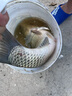 釣龍王（DiaoLongWang）狂釣大師 鯽魚餌 鯉魚草魚羅非顆粒餌料 黑坑釣魚大師 垂釣魚餌料 釣魚大師大小顆粒各2瓶 曬單實拍圖