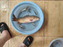 譽靜大飛飛盤齒輪盤式拋網(wǎng)撒網(wǎng)漁網(wǎng)魚網(wǎng)網(wǎng)手神器撒手拉絲美式自動新款 高3米網(wǎng)眼1指加粗摩卡綠絲線 加粗膠絲拉線齒輪大盤 曬單實拍圖