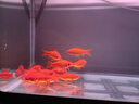 sobo松寶過(guò)濾桶魚(yú)缸過(guò)濾器外置濾桶缸外過(guò)濾系統水族箱吸魚(yú)屎凈水器 SF-1500F +【基礎濾材套餐】30%魚(yú)友選擇 過(guò)濾桶無(wú)殺菌燈 曬單實(shí)拍圖