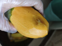 壹萌果蔬金煌芒芒果 當(dāng)季現(xiàn)摘廣西大芒果新鮮水果青皮芒果整箱送禮 9斤臻品果【單果250g+】?jī)?斤 曬單實(shí)拍圖