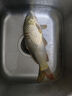 漢鼎魚線線組魚鉤浮漂魚漂子線雙鉤主線子線線鉤漂新手套裝 7.2米 曬單實拍圖
