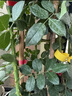 1.6米爬藤月季大苗蒂娜四季開花薔薇基地直發(fā)【買就送扦插小苗】 弗洛倫蒂娜1.6米開花爆滿 送種植說明書 曬單實(shí)拍圖