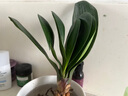 特價(jià)大盆君子蘭盆栽名貴國寶級花卉苗綠植物圓頭和尚室內(nèi)四季好養(yǎng) 01：【特惠款】5-8片葉子+帶土 送肥料【不含盆】 曬單實(shí)拍圖