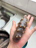 牧參人大連鮮活海參鮮食海參即食海參野生新鮮刺參開(kāi)袋即食孕婦營(yíng)養(yǎng)滋補(bǔ) 鮮食海參 5-10頭 曬單實(shí)拍圖