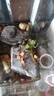 青蛙活體稻田散養(yǎng)青蛙崽崽肉田雞鮮活寵物保鮮黑斑蛙活的青蛙活物 綠色青蛙公母一對(duì)2只 曬單實(shí)拍圖