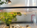 云峰海瑞水草活體懶人草魚缸造景活體水草套餐魚缸水草有莖類中后景真水草 【實(shí)惠】-綠菊（5只一組） 曬單實(shí)拍圖
