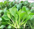 壽禾12種蔬菜種子苗西紅柿黃瓜雞毛菜菠菜香菜生菜 12種蔬菜種子套餐 曬單實拍圖