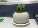 仙人掌盆栽紅太陽仙人球室內(nèi)多肉植物玉露辦公室桌面耐旱好養(yǎng)綠植 萬重山+冰裂淺青白 含盆 + 塑料托 曬單實(shí)拍圖