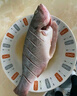鮮活沖浪河鱸魚400-500g/條 曬單實拍圖