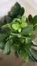 水培富貴椰子盆栽綠植鴨腳木室內(nèi)植物新家吸甲醛綠蘿好養(yǎng)活裸苗 鴨腳木3株（裸苗） 曬單實拍圖