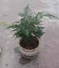 文竹盆栽植物室內(nèi)凈化空氣辦公室綠植花卉盆栽盆景四季常青小盆栽 【特價(jià)促銷款】精品小文竹1盆（簡(jiǎn)易盆） 含盆 曬單實(shí)拍圖