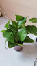 綠有意綠蘿盆栽室內(nèi)植物花卉綠植水培長藤垂吊大葉綠籮新房家用吸除甲醛 120原盆儲水綠蘿10盆+壺+10肥 帶盆帶土發(fā)貨 曬單實拍圖