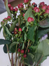 京東鮮花產地倉直發(fā)隨機色玫瑰花10枝+紅豆5枝+桔梗花2枝3束組合鮮花花束 曬單實拍圖