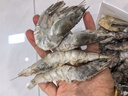 鯨口大開(kāi)新鮮青島大蝦超大蝦凍蝦白蝦鮮活冷凍對(duì)蝦大號(hào)青蝦海鮮批發(fā) 16-18厘米鮮蝦速凍整箱 3斤(凈重) 曬單實(shí)拍圖