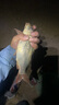 漁之源魚護(hù)漁戶包黑坑野釣裝魚網(wǎng)兜漁網(wǎng)加厚涂膠便攜小魚護(hù)網(wǎng)漁具配件 25cm 2m 競(jìng)技雙環(huán) 加厚承重 曬單實(shí)拍圖