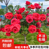 棒棒糖樹樁月季花苗樹狀特大花朵四季開花花卉植物庭院玫瑰花樹苗 國月紅色【多季循環(huán)開花】 粗度：直徑1.5-1.7cm 曬單實拍圖