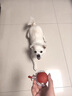 麥舒特日本狗狗玩具自動(dòng)寵物自嗨逗狗神器比熊中小型犬耐咬突突球 鳥(niǎo)叫長(cháng)尾【歐曼紅】 自動(dòng)逗狗 曬單實(shí)拍圖
