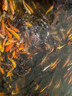 天使小型專用上浮魚飼料飼料孔雀魚熱帶魚斗魚魚食觀賞魚顆粒魚糧 1100ml/瓶丨上浮不渾水【1瓶+喂食勺】 0.3mm增體増艷丨適應(yīng)2-4厘米魚體 上浮顆粒丨不渾水丨不噴油丨增體丨増艷 曬單實拍圖