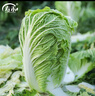 壽禾 大白菜種子大全秋季籽娃娃菜山東蔬菜四季播天津青麻葉菜籽 壽禾北京新三號白菜種子 10gx2包 曬單實(shí)拍圖