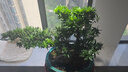 潮裕盆景高端羅漢松造型地景樹室內(nèi)植物庭院迎客松真樹老樁客廳辦公室盆景 老樁羅漢松盆景177 帶盆栽好 曬單實拍圖