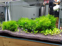 瘋狂水草硝化菌王4.8L硝化細菌魚(yú)缸用養魚(yú)凈化水質(zhì)的消化細菌硝化活菌魚(yú)用 曬單實(shí)拍圖