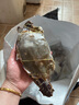 梭子蟹鮮活特大野生舟山大螃蟹海鮮新鮮冷凍海蟹水產(chǎn)飛蟹白蟹 【大號梭子蟹】7-9兩/只凈重5斤 曬單實拍圖