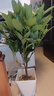 行湘平安樹盆栽大型綠植新房植物 平安樹1-1.2米+菱形樹脂盆 源頭直發(fā) 曬單實拍圖