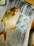 【順豐包郵】新鮮特大金鯧魚(yú)鮮活冷凍海魚(yú)金昌魚(yú)平魚(yú)白鯧海魚(yú)冰鮮 3條裝【每條0.8-1斤】 曬單實(shí)拍圖