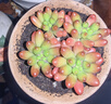 迎虞花苑 虹之玉錦多肉新品群生多肉植物帶盆栽好發(fā)貨帶盆多肉大顆多肉 虹之玉6厘米塑料盆種好 曬單實拍圖