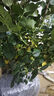 意軒【帶花苞】歐月果汁陽(yáng)臺室內觀(guān)花植物花卉盆栽四季開(kāi)花月季 心之水滴【大苗】【帶花苞】 曬單實(shí)拍圖
