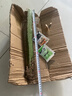 火龍果樹苗紅心火龍果苗四季庭院陽臺盆栽地栽南北方種植果樹苗 金都一號火龍果【6年苗結(jié)果多】 曬單實拍圖