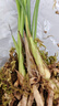 劉閣蘭花蘭花苗 素心鐵骨天香 夏帶濃香花苞室內(nèi)室外綠植蘭草花卉盆栽 2苗連體裸根 曬單實(shí)拍圖