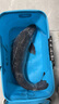 甲米島縱橫江湖黑坑1號酸甜3號果香黑科技鯽魚(yú)散炮拉餌釣青草魚(yú)翹嘴餌料 縱橫黑坑3號（果香）900g 曬單實(shí)拍圖