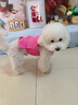 MIKI PAD狗狗衣服小型犬夏季薄款衣服戶外馬甲春秋透氣泰迪比熊可牽引 玫紅馬甲 L胸圍40cm（參考體重6-8斤） 曬單實(shí)拍圖