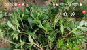 順豐包郵馬齒莧菜新鮮現(xiàn)挖長(zhǎng)壽菜螞蟻菜馬舌菜馬蜂菜五行草 新鮮馬齒莧 2斤加冰發(fā)順豐 曬單實(shí)拍圖