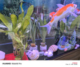 【京東物流】水草套餐 好養(yǎng)耐活真水草植物綠菊大葉綠九冠魚缸 紅九冠一顆送陶瓷環(huán) 曬單實拍圖